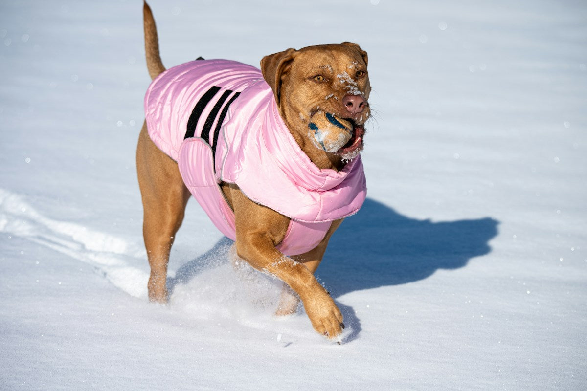 Winter Coats