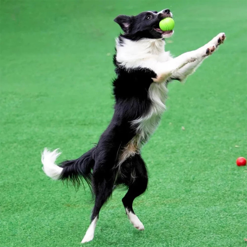 Bouncy Solid Rubber Fetch Ball