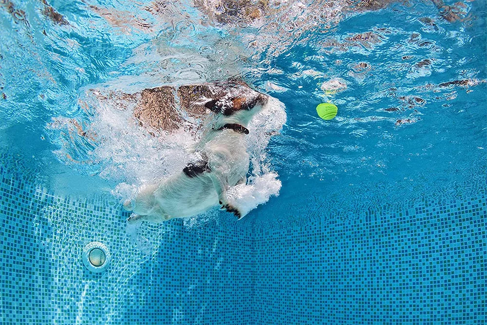 Bouncy Solid Rubber Fetch Ball