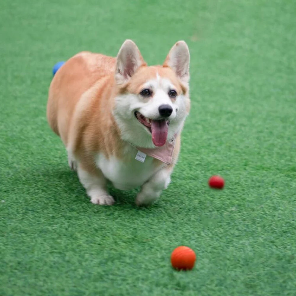 Bouncy Solid Rubber Fetch Ball