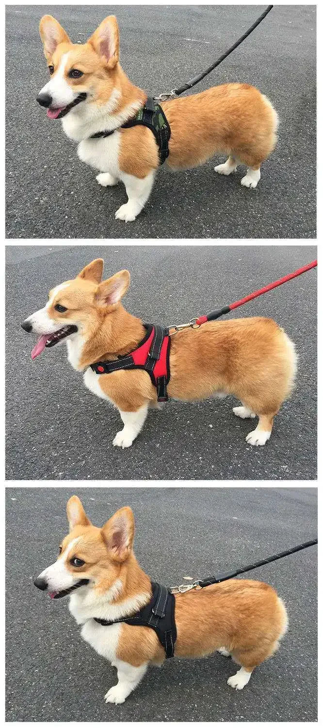 Quick-Release Vest Harness