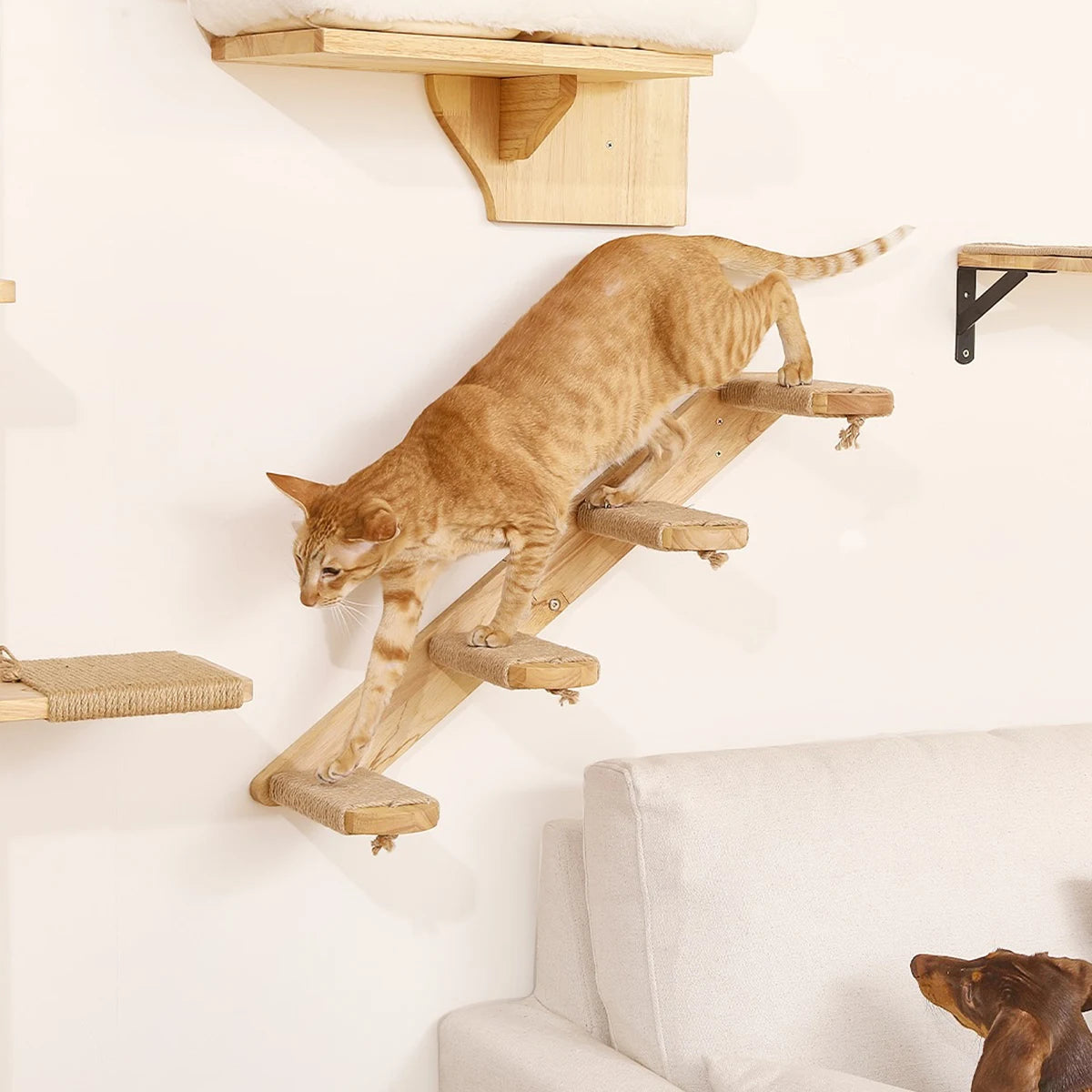 Wall-Mounted Cat Perch & Hammock