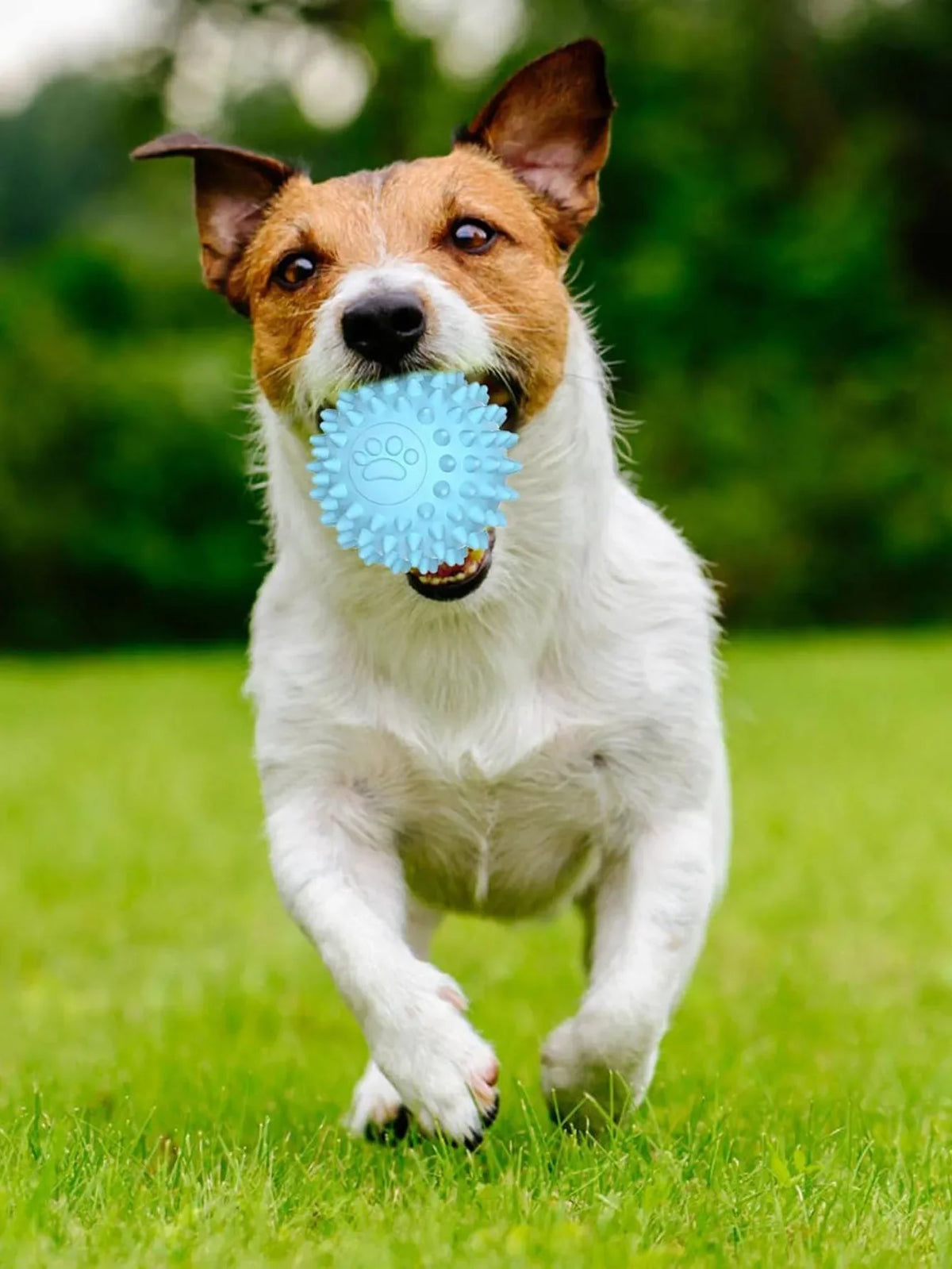 Spiky Bone & Ball Teething Set