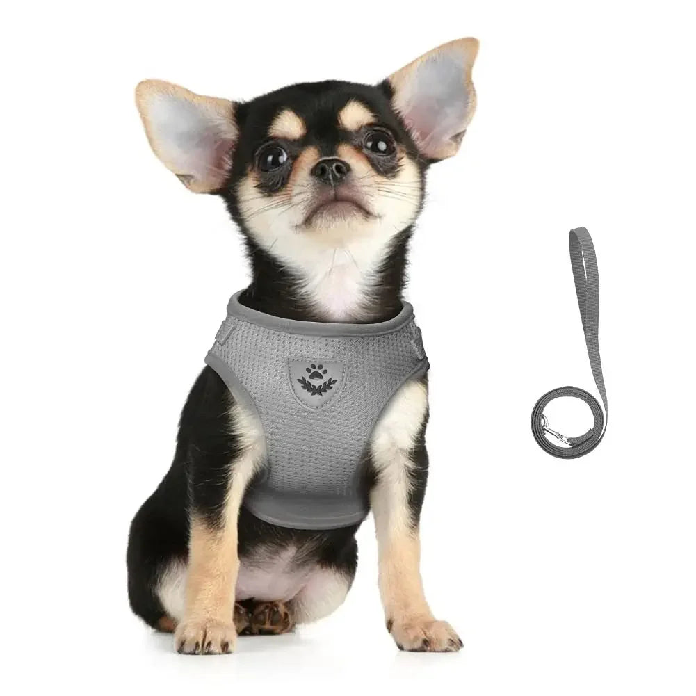 Cat Mesh Harness & Lead Set