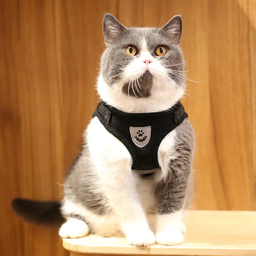 Cat Mesh Harness & Lead Set