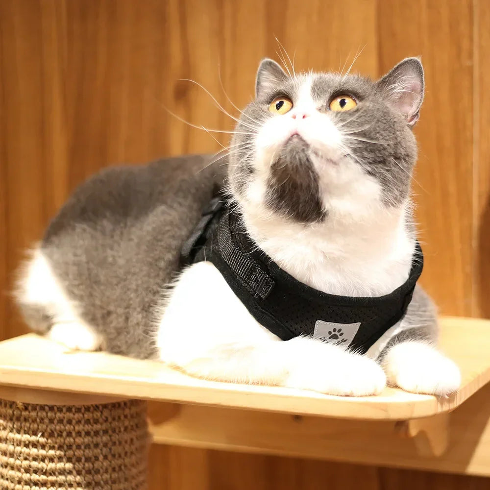 Cat Mesh Harness & Lead Set